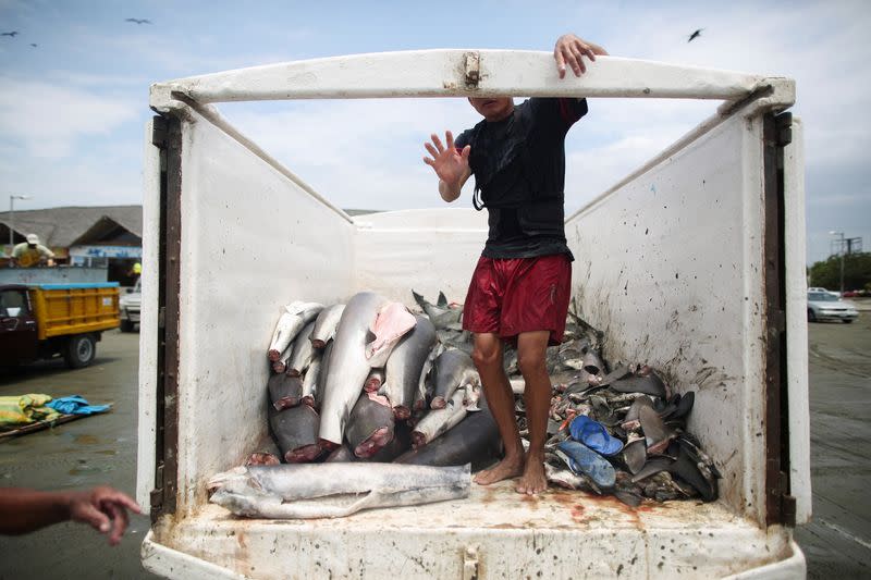 Un hombre saluda mientras trabaja en un camión cargado de tiburones sin sus cabezas y colas, en Manta, Ecuador. April 1, 2023. REUTERS/Sebastián Castañeda