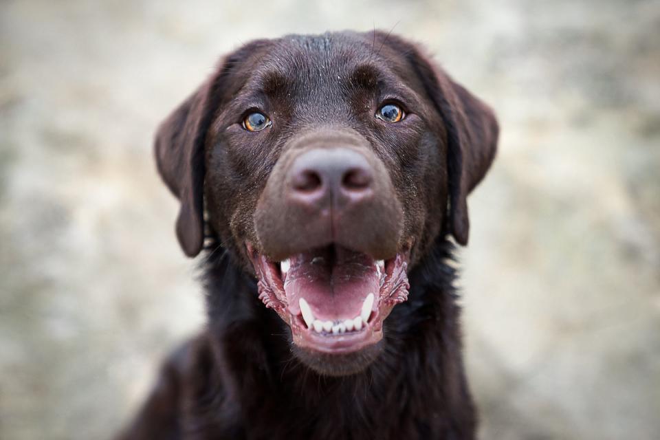 Ein treuer Blick, der direkt ins Herz geht: Der Labrador ist in seinem Wesen dem Golden Retriever sehr ähnlich, äußerlich unterscheidet er sich durch kürzeres Fell, das auch schwarz oder braun sein kann. Der Labrador hört (meistens) aufs Wort und apportiert für sein Leben gern. Außerdem ist er der wohl freundlichste Hund aller Zeiten. (Bild: iStock / manushot)