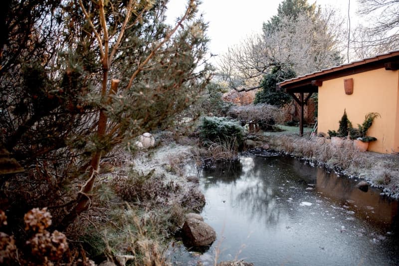 The bark of bare trees can be magnificent and a great way to spruce up your winter garden. Zacharie Scheurer/dpa