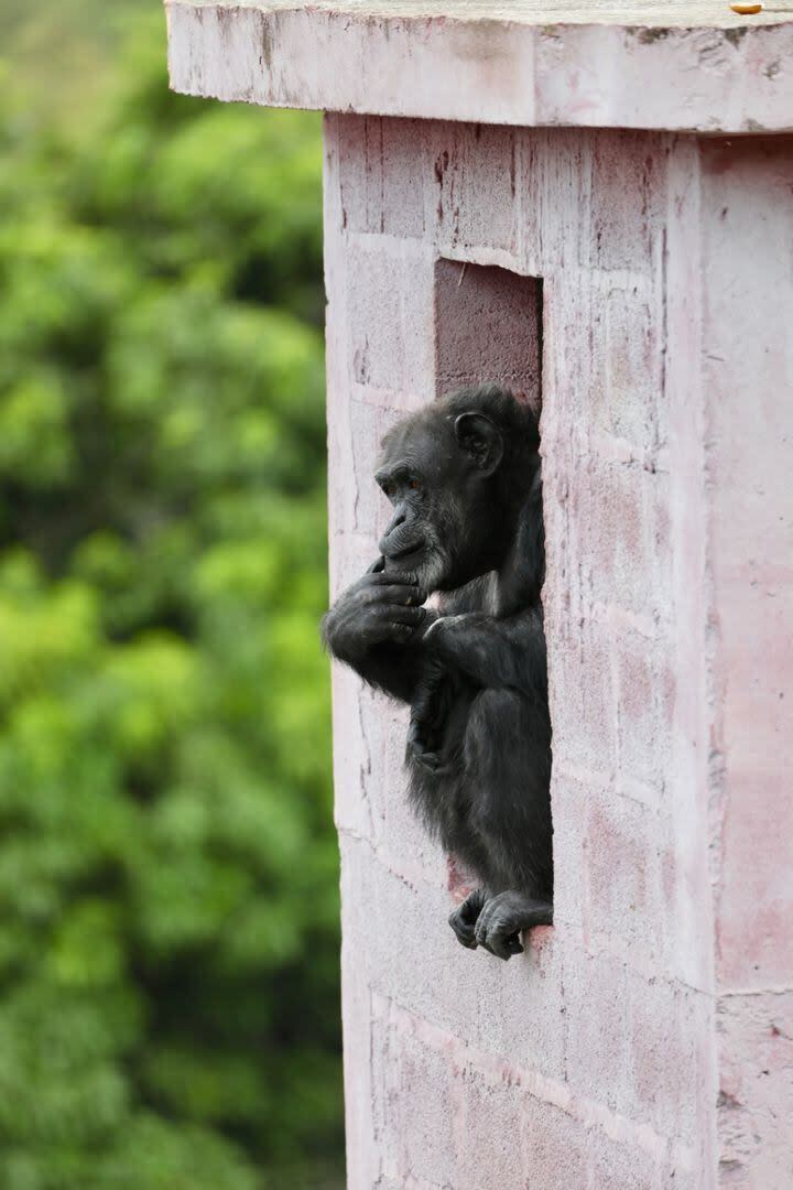 Cecilia vivía en el zoológico de Mendoza hasta que la Justicia habilitó su traslado 


