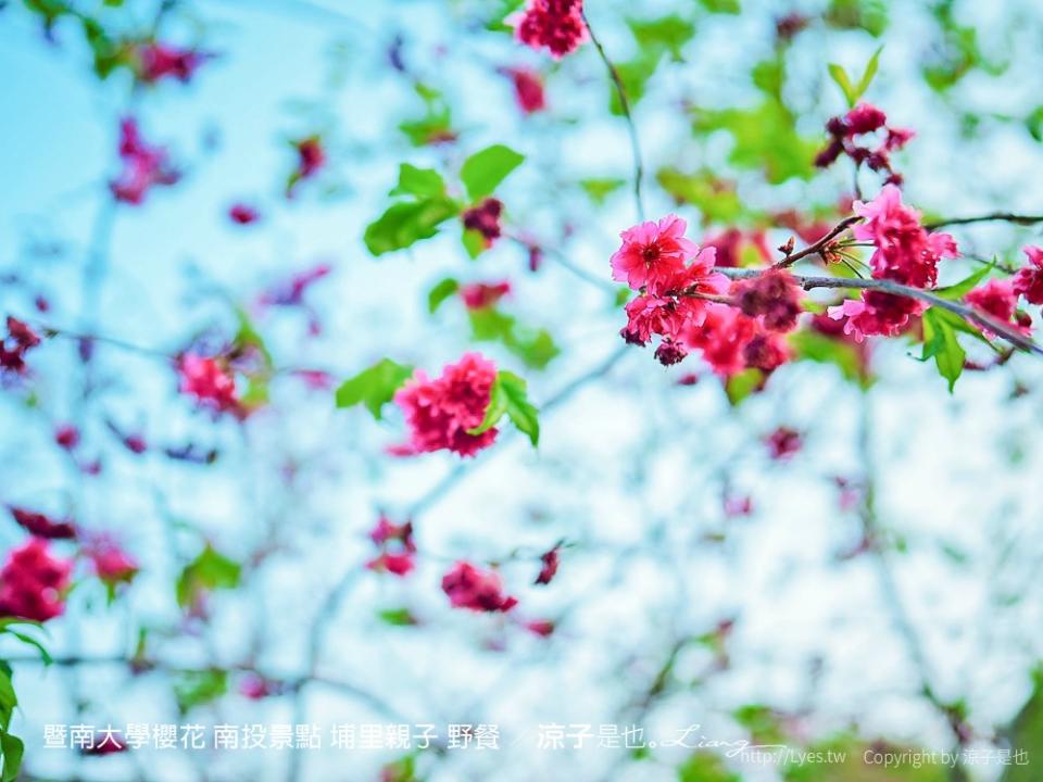 南投埔里｜暨南大學 賞櫻