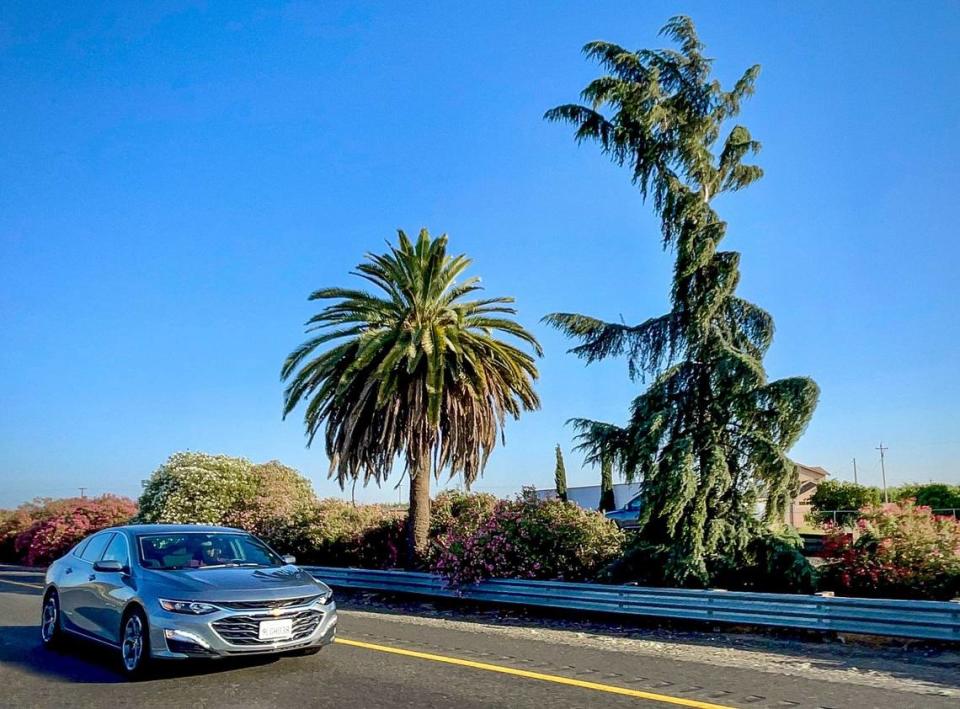 The Palm and the Pine, a geographic marker made up of a palm tree to the south and what is actually a cedar tree to the north, are planted among the oleanders in the center median of Highway 99 south of Madera, photographed on Monday, June 17, 2024. The trees are staid to symbolize the spilt between California’s northern and southern halves.