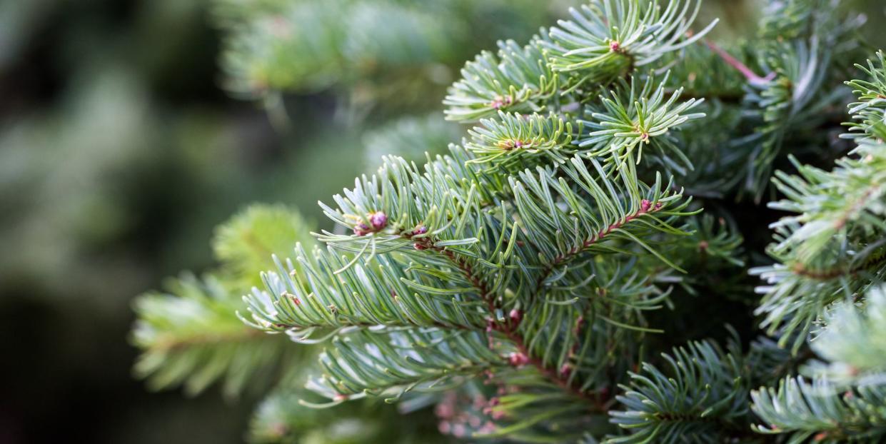 how to recycle christmas trees