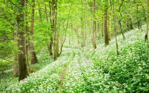 Wild garlic - Credit: Getty