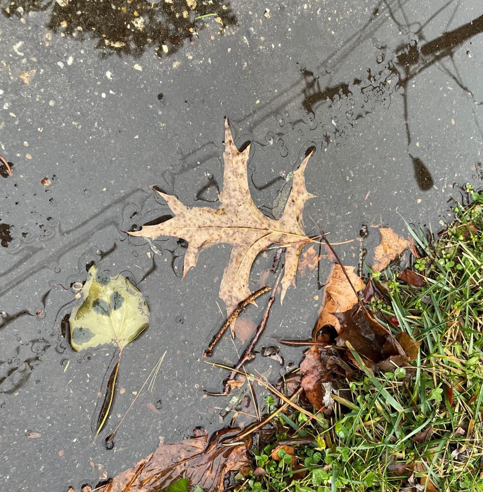 Leaves gather in a puddle in Freehold Township. While snow fell upon northern New Jersey, Monmouth and Ocean counties generally saw just rain on Sunday, Jan. 7, 2024.