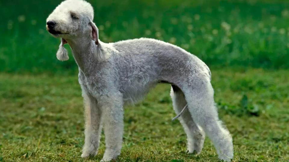 Bedlington Terrier standing in grass field