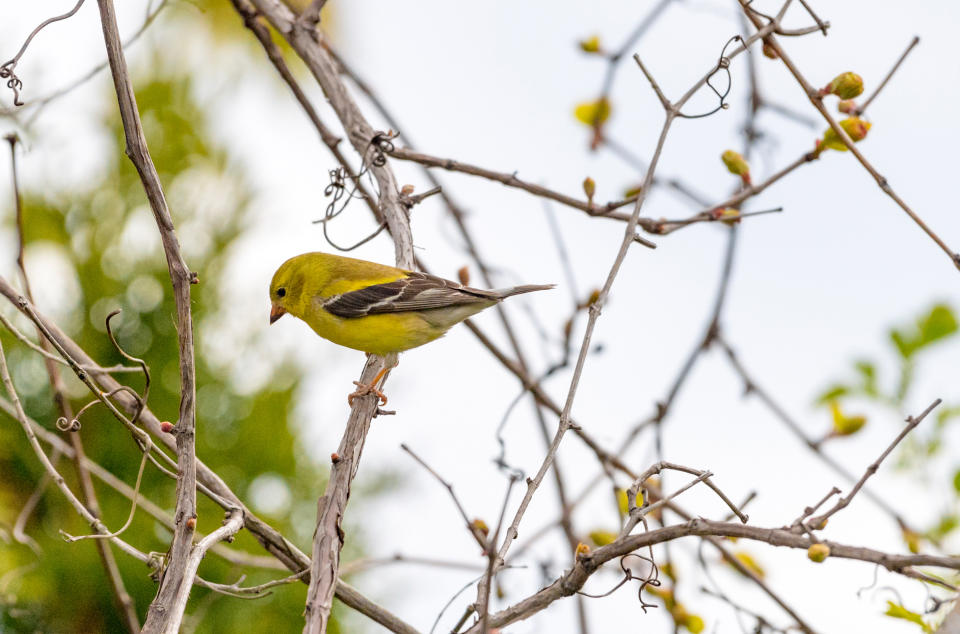 American Goldfinch