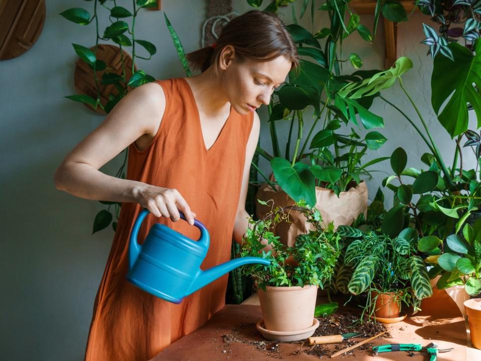 Pflanzen gießen leicht gemacht mit dem Tannenzapfen-Trick. (Bild: Pereslavtseva Katerina/Shutterstock.com)