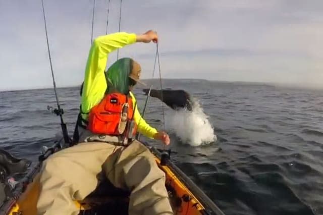 Sea lion surprises fisherman with dramatic dives