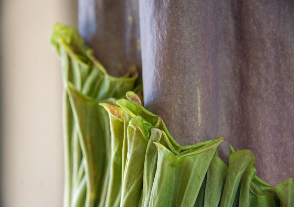 Close-up of green and brown detail of corpse flower