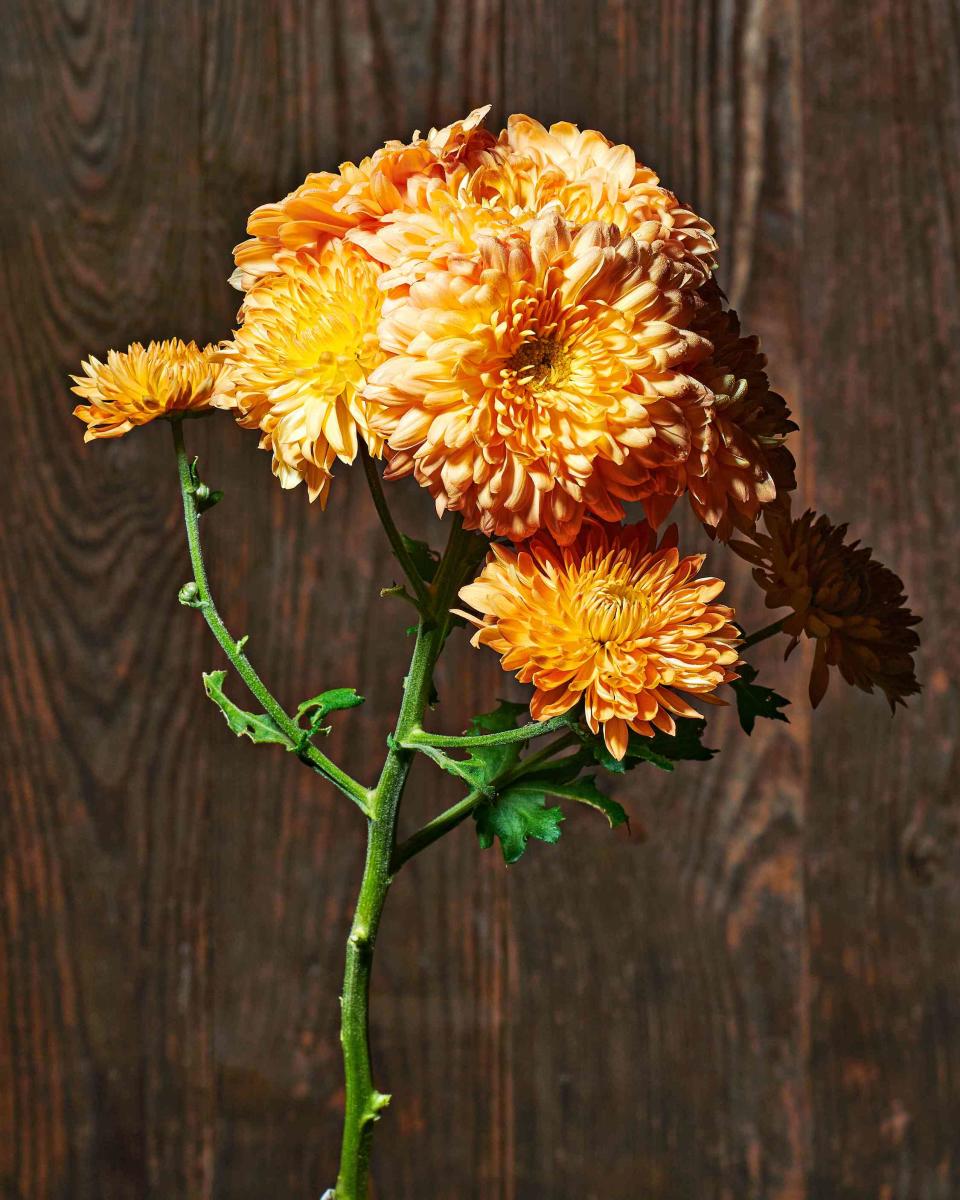 Apricot Courtier Heirloom Bloom