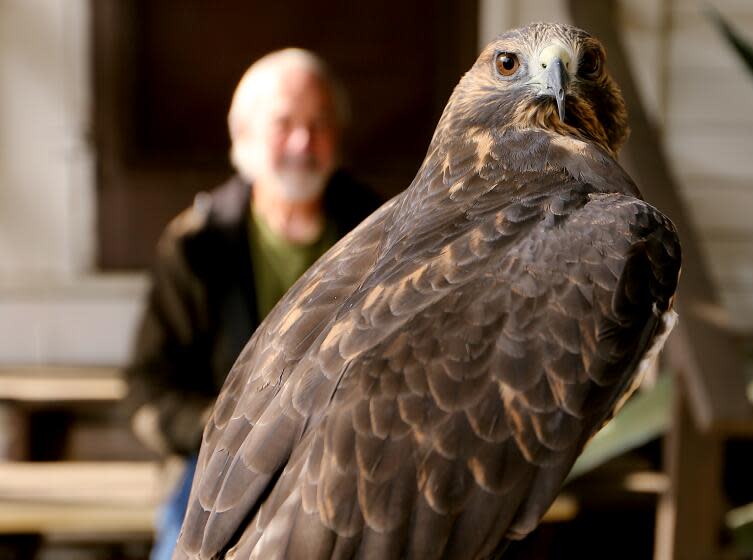 San Dimas, CA - Bob Everett watches a handler with a raptor at the San Dimas Canyon Nature Center. Everett formerly operated a donor-funded bird rehabilitation facility in San Dimas called Wild Wings. California authorities recently closed the facility after learning that it failed to meet regulations. It is now open and managed by the Los Angeles County Parks & Recreation Department, and Everett will be retained as a docent. (Luis Sinco / Los Angeles Times)