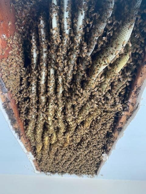 Lisa Ohrmundt Bee Colony