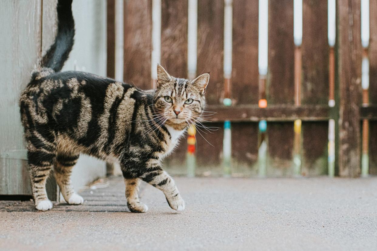 Tabby Cat walking on pavement near wood fence