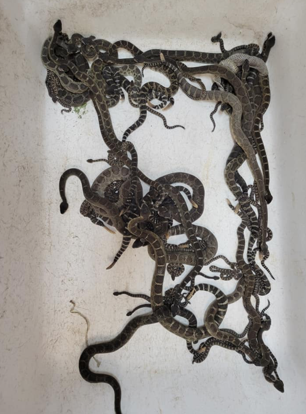 Some of the 90 rattlesnakes pulled out underneath a home in Santa Rosa, California (Sonoma County Reptile Rescue)