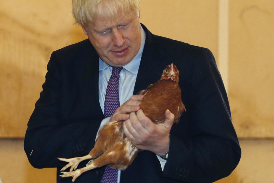 Britain's Prime Minister Boris Johnson inspects a chicken during his visit to rally support for his farming plans post-Brexit, at Shervington Farm, in St Brides Wentlooge near Newport, south Wales, Tuesday,  July 30, 2019. (Adrian Dennis/Pool Photo via AP)