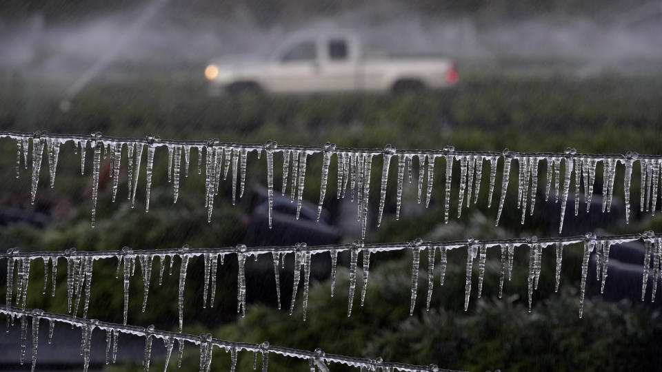 A farmer drives by an icicle covered fence as he checks on his ornamental plants before sunrise Saturday, Dec. 24, 2022, in Plant City, Fla. Farmers spray their crops with sprinklers to help protect them. Temperatures overnight dipped into the mid-20's. (AP Photo/Chris O'Meara)