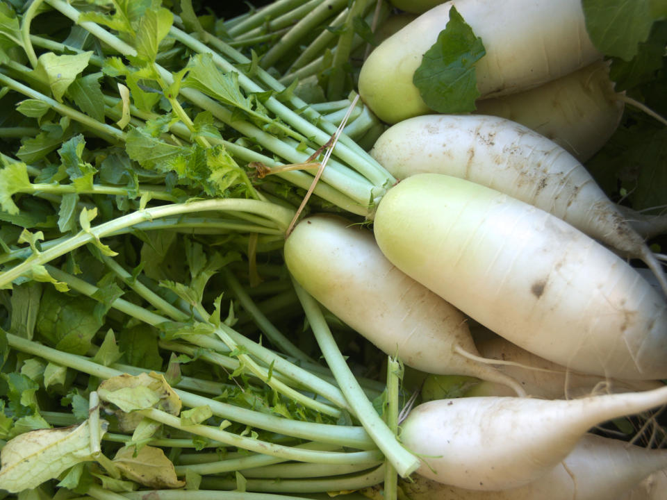 Daikon White Radish