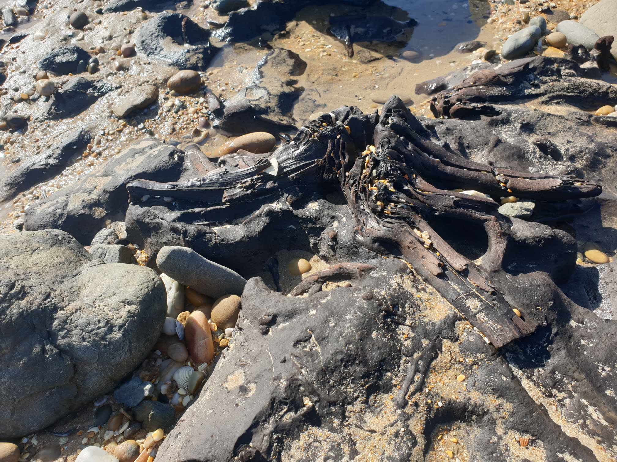 Close up of petrified roots at the site in Tasmania.