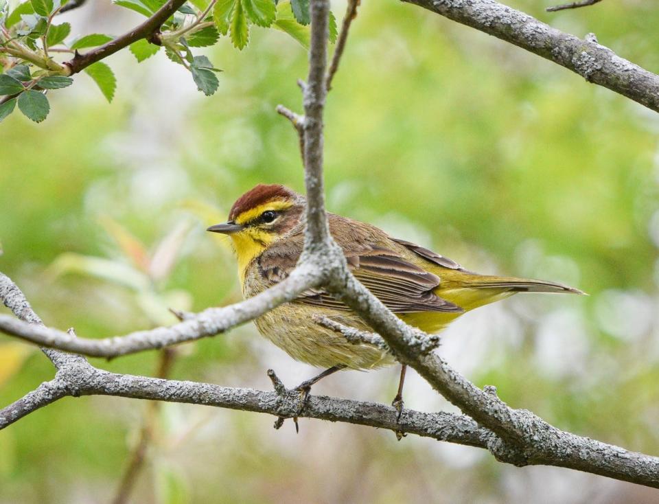 This Palm Warbler, which flitted around the Magee Marsh boardwalk, was causing a lot of excitement amongst the birders who visited Magee last Sunday.