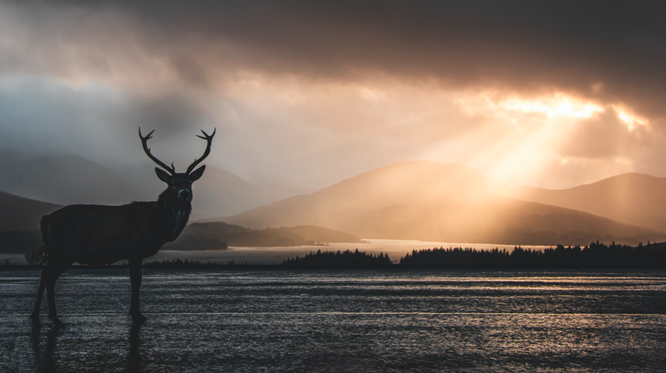 The morning rays break through the dark cloud cover on the Isle of Skye, capturing a watchful stag in 'Power & Peace' by Ben Brearley.