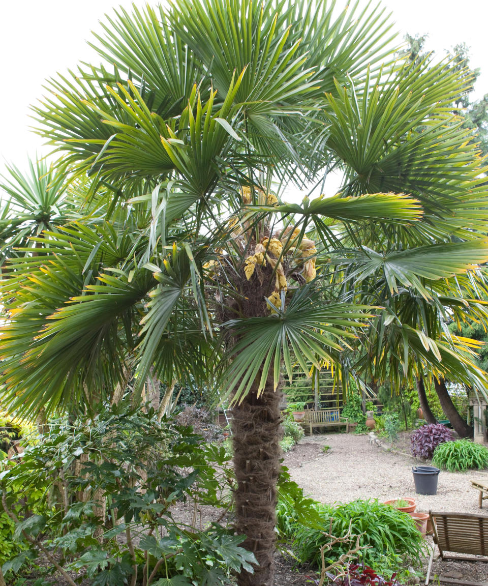 <p> <strong>Hardiness: </strong>USDA 7b/8a </p> <p> <strong>Height:</strong> 30ft (9m) </p> <p> <strong>Best for:</strong> low-maintenance trees  </p> <p> The Chinese Chusan palm or windmill palm is a popular choice for planting outdoors in the UK. So if you are looking for the best low maintenance trees to complement your Mediterranean plantings, <em>Trachycarpus fortunei</em> AGM is an ideal choice.  </p> <p> In a sheltered position and well-drained soil, it is possible for specimens to tolerate surprisingly cold hard winters. Over time, fan-shaped leaves 3ft (1m) wide become held aloft, as leaf stem bases stack up to produce a trunk on these impressively shaped plants.  </p>