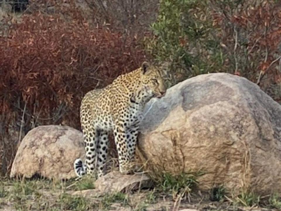 Spotted: Cheetahs during a game drive (David Cohen)