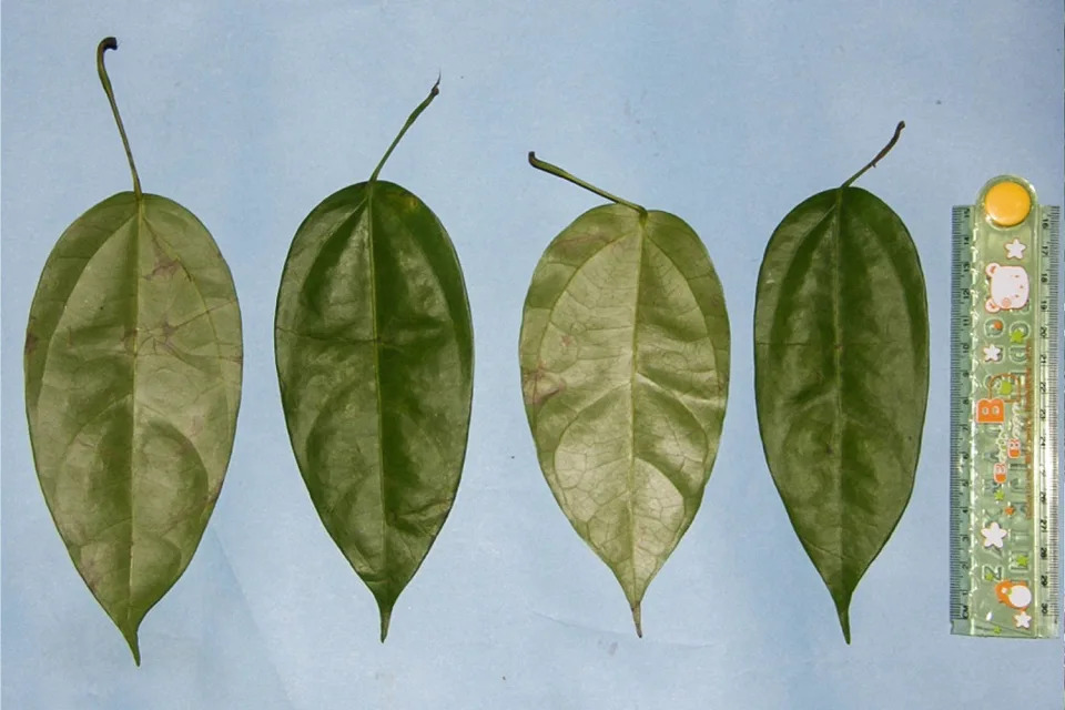 Four Fibraurea tinctoria leaves in a row next to a ruler (Saidi Agam / Suaq Project)