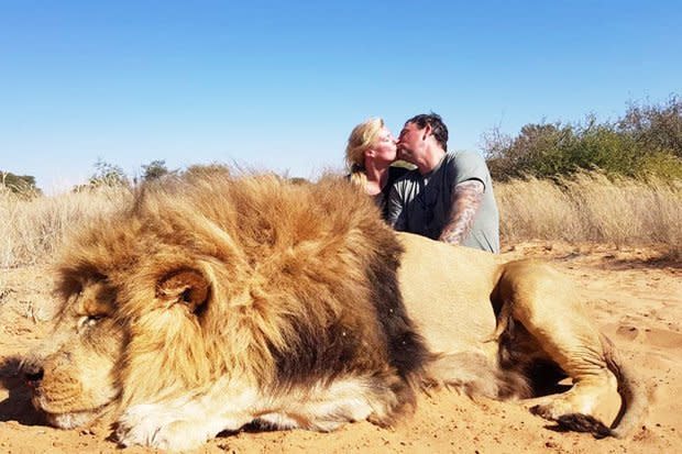 Darren and Carolyn Carter kiss behind a fully grown male lion they have shot and killed hunting with Legelela Safaris in South Africa.