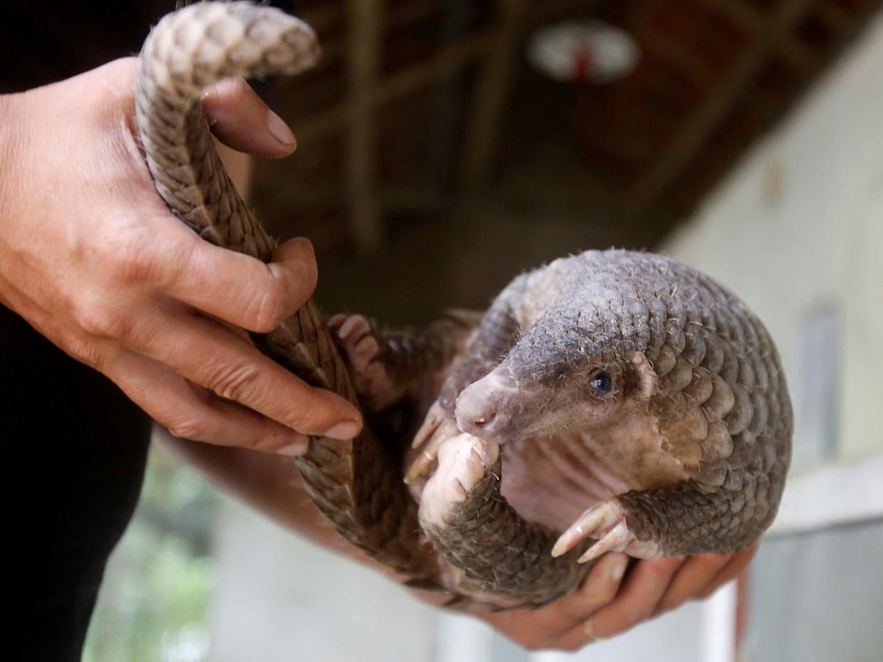 FILE PHOTO: A man holds a pangolin at a wild animal rescue center in Cuc Phuong, outside Hanoi, Vietnam September 12, 2016. REUTERS/Kham/File Photo