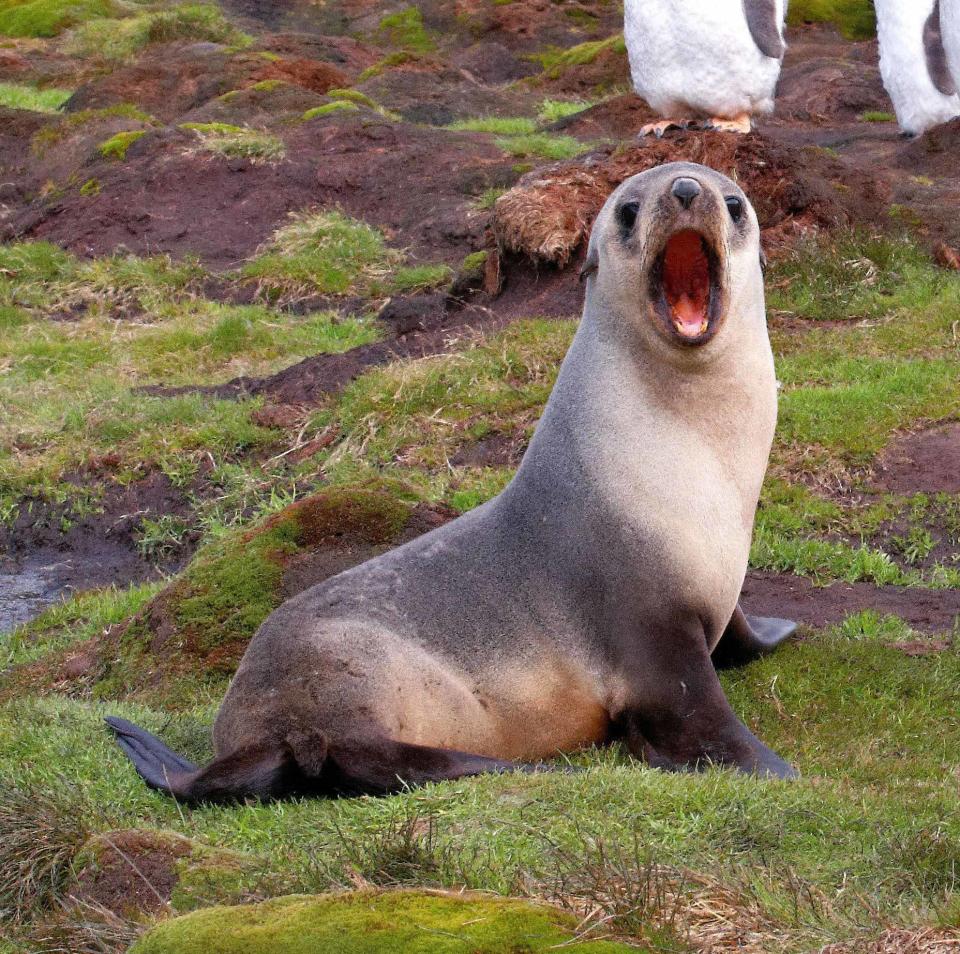 A fur seal looks surprised on Stromness, South Georgia Island.