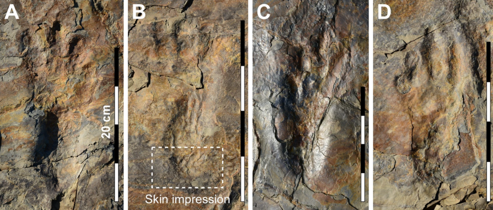 Photo credit: Kim et al.