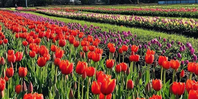 Photo credit: Texas Tulips - Instagram