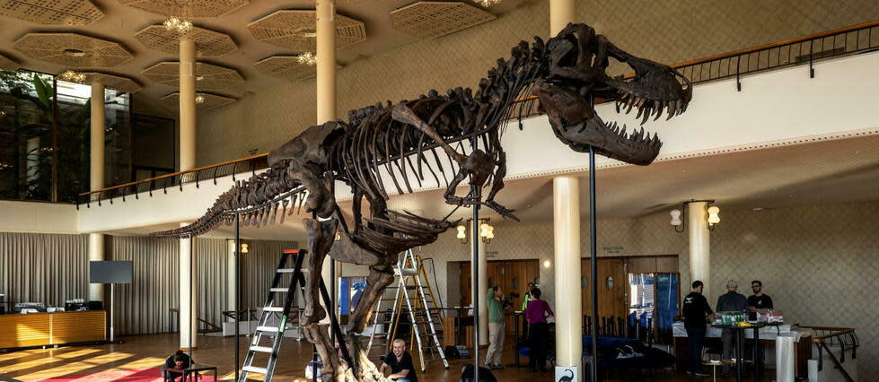 Le squelette du T-Rex Trinity, qui sera exposé à Zurich le 18 avril.  - Credit:ARND WIEGMANN/AFP