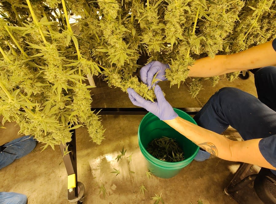 A Cresco Labs employee prepares an adult marijuana plant for harvest. (NBC4 Photo/Mark Feuerborn)