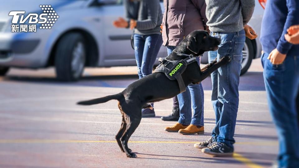 緝毒犬多用來偵測嫌犯是否持有非法毒品。（示意圖／shutterstock達志影像）