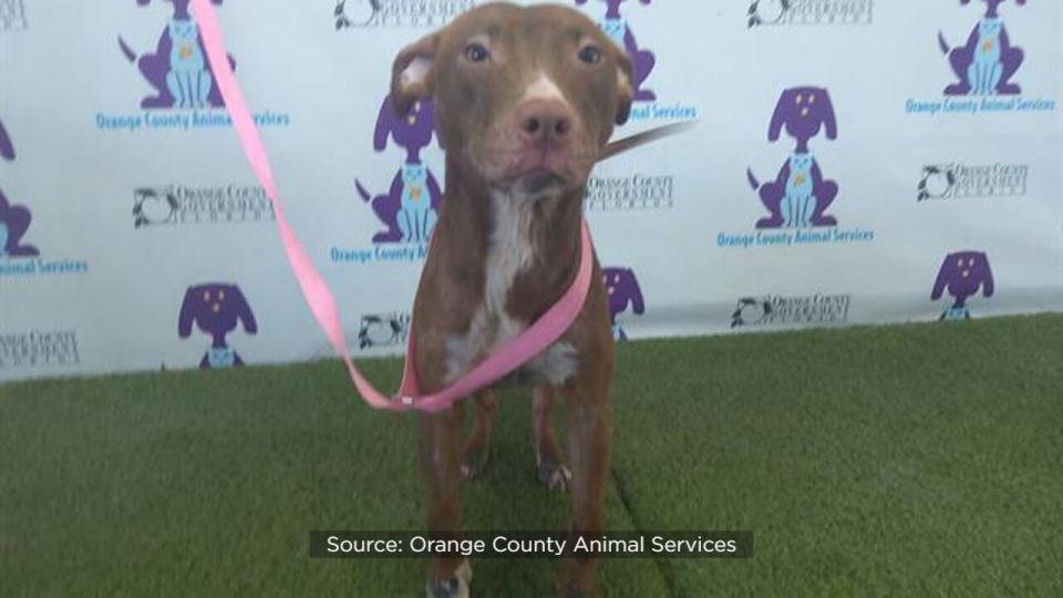 Orange County Animal Services is waiving dog adoption fees on “ready-to-go” dogs until the end of May as the shelter works to care for the more than 200 dogs in its care.