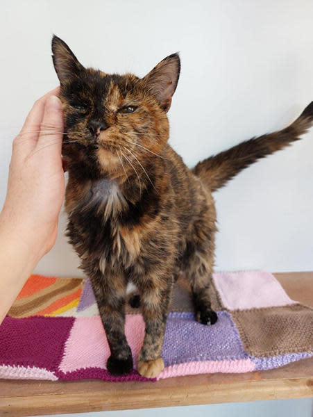 Despite her deafness and lack of sight, Flossie is still playful, her owner, Vicki Green, said / Credit: Guinness World Records