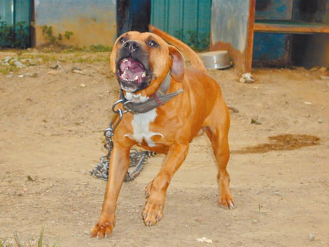 外表憨厚的比特犬，抓狂起來氣勢嚇人。（本報資料照片）