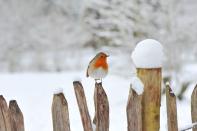 <p>England's national bird with a loud and proud red chest.</p>