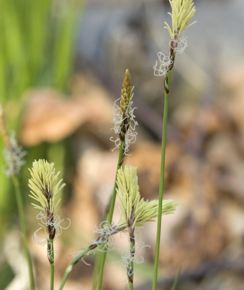 Pro Pick: Carex Pensylvanica