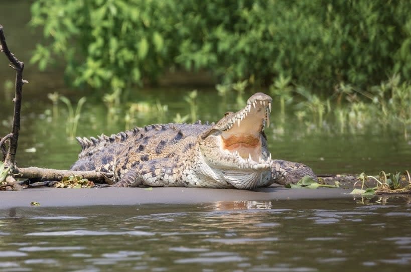 驚險畫面曝光！毛孩沒牽繩「誤闖公園禁區」下秒遭鱷魚拖下水