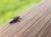 <body> <p>When entertaining outdoors, pour a bit of brew into shallow bowls and set them on the perimeter of your deck or patio. Rather than pestering your guests, winged insects like <a rel="nofollow noopener" href=" http://www.bobvila.com/articles/how-to-get-rid-of-wasps/?bv=yahoo" target="_blank" data-ylk="slk:wasps;elm:context_link;itc:0;sec:content-canvas" class="link ">wasps</a> and flies will be drawn toward the beer’s sugars.</p> <p><strong>Related: <a rel="nofollow noopener" href=" http://www.bobvila.com/slideshow/pests-be-gone-10-natural-ways-to-make-your-home-critter-free-44356#.VWY_mE_BweE?bv=yahoo" target="_blank" data-ylk="slk:Pests, Be Gone! 10 Natural Ways to Make Your Home Critter-Free;elm:context_link;itc:0;sec:content-canvas" class="link ">Pests, Be Gone! 10 Natural Ways to Make Your Home Critter-Free</a> </strong> </p> </body>