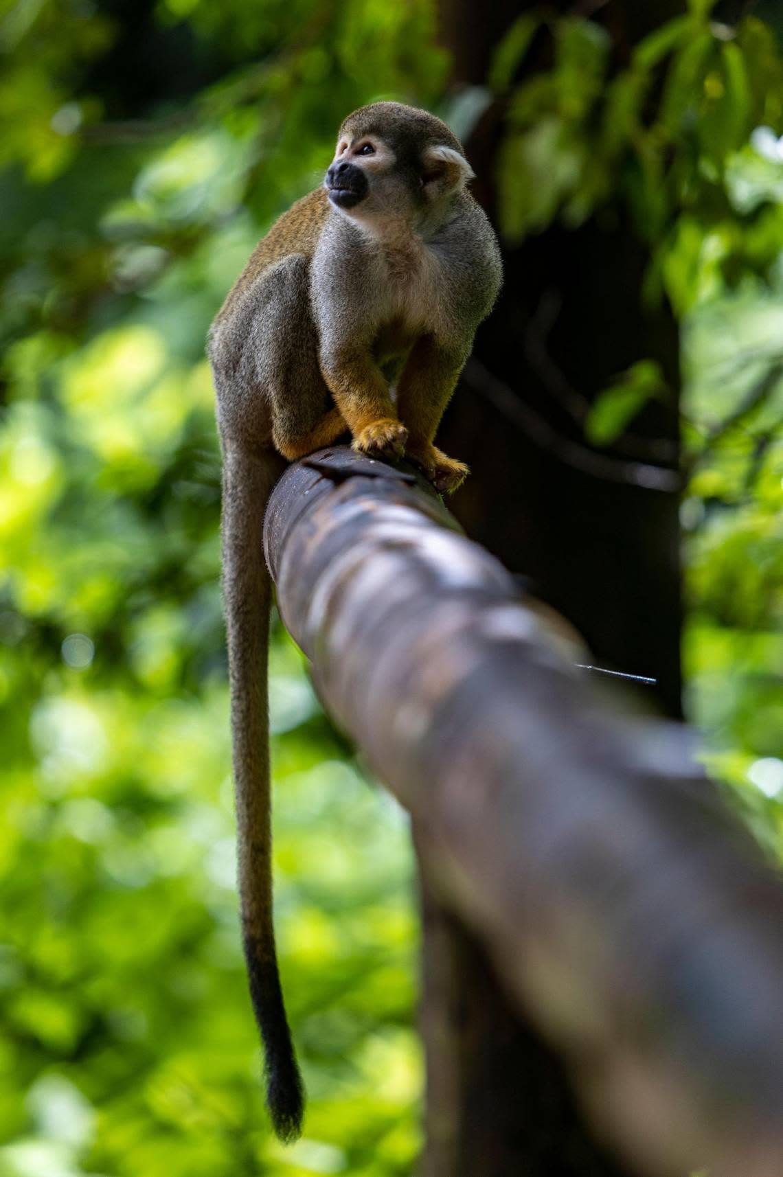 A squirrel monkey inside the Amazonian Rainforest exhibit at Monkey Jungle.