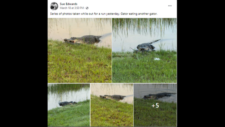 Edwards tomó una serie de fotos, que compartió con los 117,000 seguidores del grupo de Facebook, Alligators of Florida. Facebook
