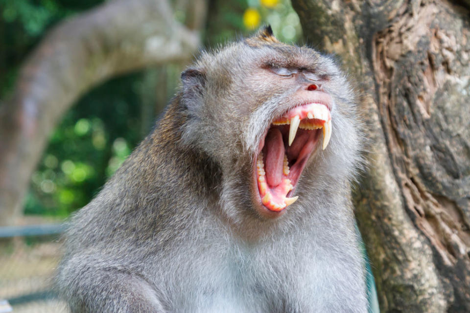 A Long-tailed macaque at a monkey forest in Ubud, Bali. Source: Getty Images