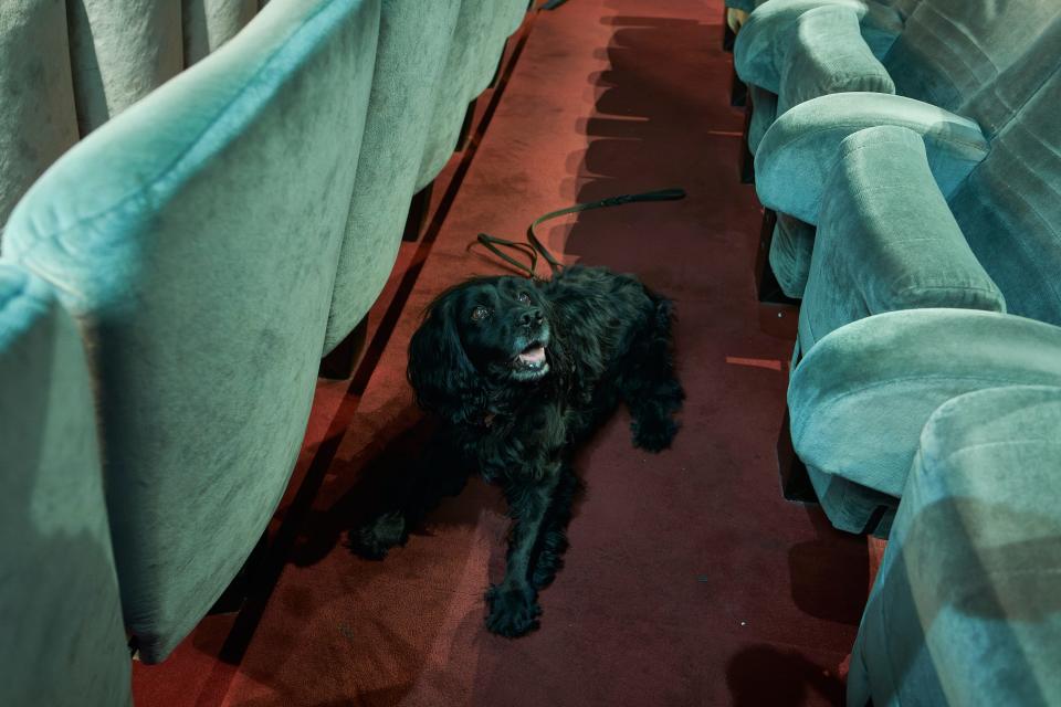 A bedbug-sniffing dog named Thunder sits down in front of a movie theater seat, indicating the presence of a bug.