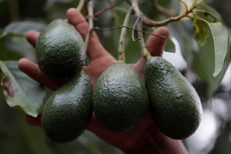 US suspends avocado inspections in Michoacan state on security concerns