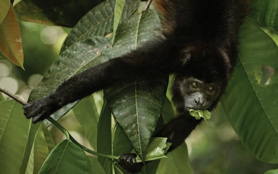 Monkeys who eat leaves have smaller brains, like this howler monkey 