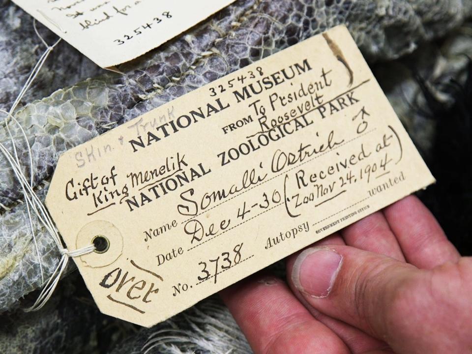 A close up of a tag with information about the Somali ostrich specimen.